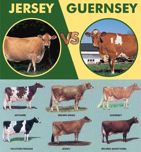 Jersey cows - Smaller than the Guernsey, weighing 800-1000 pounds. More refined than the Guernsey cow, usually sports a solid colored fawn coat, with the face & hips a darker hue. Milk is high in butterfat. Guernsey cows - Medium to large-framed, weigh 1400 pounds, the majority have horn & range from pale to reddish gold, some with white spots. Produce a golden high-fat milk loaded with beta carotene & protein. Guernsey Cow, Cow Colour, Jersey Cow, Kingdom Of Great Britain, Beta Carotene, Milk Cow, Ponds, Farm Animals, Horn