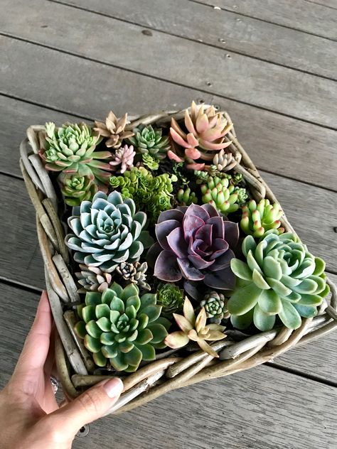 Basket of succulent happiness @sea_of_succulents  #sea_of_succulents Succulent Basket Ideas, Succulent Garden Diy, Indoor Flowers, Plant Decor Indoor, Succulent Gardening, Outdoor Gardens Design, Charming Garden, Succulent Arrangements, Flower Planters