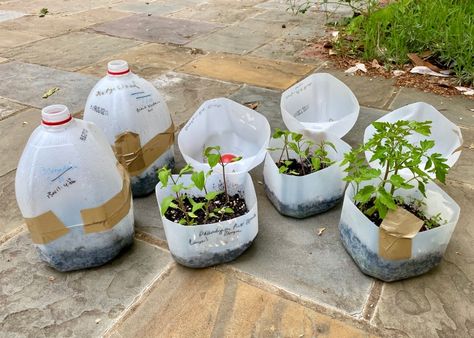 How to Start Seeds in a Recycled Milk Jug@judyschickens Spring Planting Guide, Milk Jugs Garden, Growing Plants From Seeds, Growing Seedlings, Homegrown Food, Plastic Milk, Greenhouse Ideas, Painted Rock Animals, Clear Plastic Containers