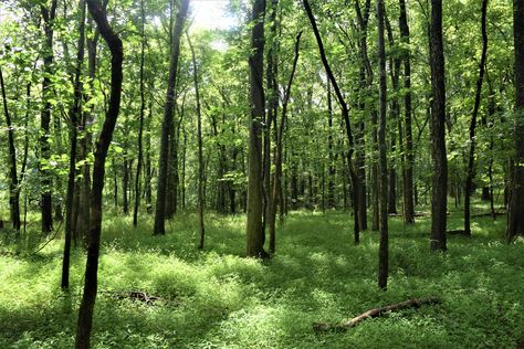 Woodland Interior, Ranch Landscape, Greenery Wallpaper, Background References, Appropriate Technology, Laptop Backgrounds, Forest Background, Tree Forest, Forest Landscape