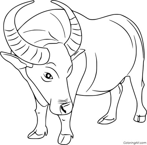 Buffalo Cartoon, Art Of Living Foundation, Wild Bull, Octopus Coloring Page, Football Coloring Pages, Cow Coloring Pages, Pitbull Art, Stained Glass Quilt, Children Sketch