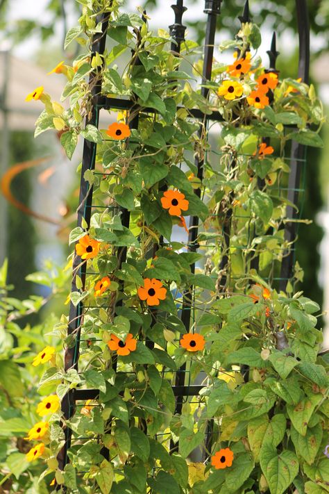 Vine Fence, Black Eyed Susan Vine, Garden Fence Ideas, Garden Fences, Vine Tattoos, Fence Ideas, The Embrace, Black Eyed Susan, Black Eyed