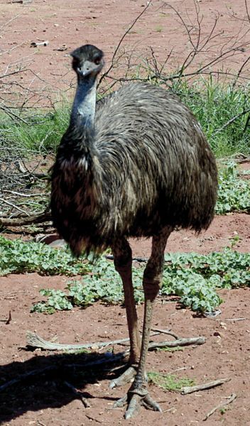 Emu Animal, Emu Bird, Animal Learning, Birds Of Australia, Australia Animals, Emu Australia, Flightless Bird, Australian Wildlife, Boomerangs