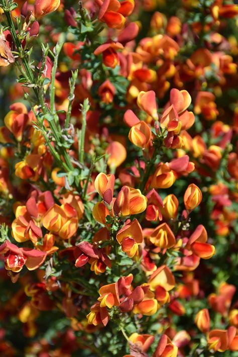 Click to view a full-size photo of Lena Scotch Broom (Cytisus 'Lena') at Westwood Gardens Sweet Broom Plant, Flower Of Scotland, Broom Plant, Commercial Holiday Decor, Chasmanthium Latifolium, Flower Of Scotland Tartan, Garden Tattoos, Commercial Landscaping, Lysimachia Atropurpurea 'beaujolais'