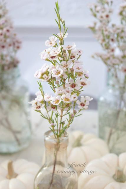 Wildflowers -      Dainty blooms in the palest of pink fading into white  Such sweet little petals and the softest fragrance...  I just adore these flower... Wax Flower Bouquet, White Wax Flower, Flower Aesthetics, Flower Identification, Wax Flower, Wax Flowers, White Wax, Spring Flower, Types Of Flowers