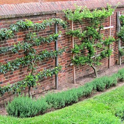 Espalier Fruit Trees, Fruit Tree Garden, Growing Fruit Trees, Plants Growing, Potager Garden, Vertical Gardens, Walled Garden, Veg Garden, Have Inspiration