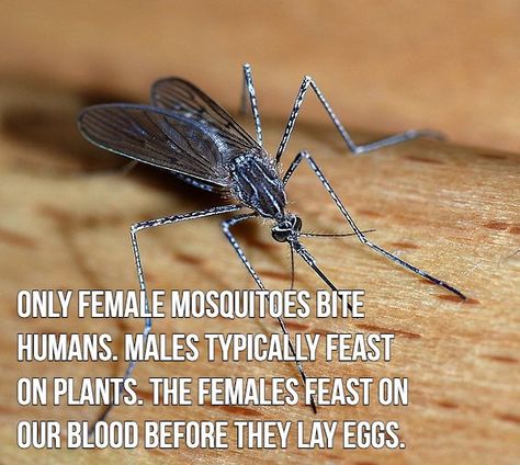 16 blood sucking facts about mosquitoes Mosquito Trap Diy, Deadly Animals, Natural Mosquito Repellant, Mosquito Trap, Mosquito Repelling Plants, Australia Animals, Uses For Coffee Grounds, Dangerous Animals, Mosquito Bite