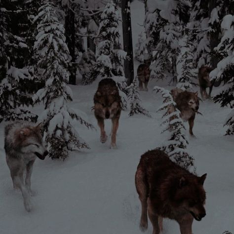 Twilight Asthetic Photos, Wolf Core Aesthetic, Twilight Wolves Aesthetic, Twight Saga Aesthetic, Twilight Visuals, Werewolf Twilight, Twilight Saga Aesthetic, Twilight Core Aesthetic, Twilight Shifting