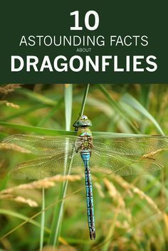 Dragon Fly Habitat, Dragonfly Diy Craft Ideas, Dragonfly Facts, Types Of Dragonflies, Bernardo Y Bianca, Dragonfly Yard Art, Dragonfly Meaning, Dragonfly Symbolism, Dragonfly Quotes