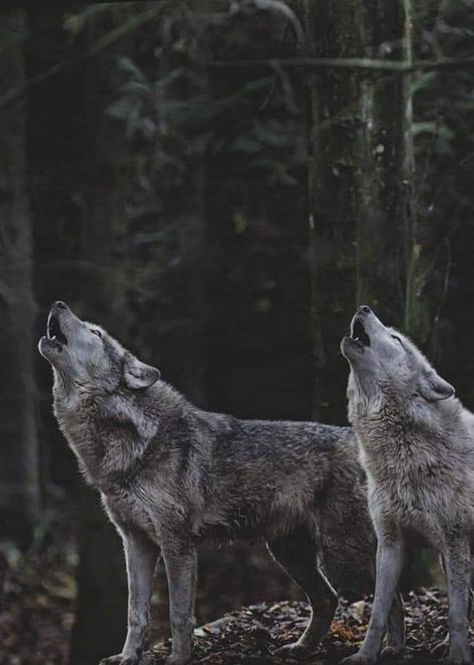 Grey Wolf Photography, Coastal Wolf, Werewolf Aesthetic, Wolf Photography, Wolf Stuff, Wolf Love, Wild Wolf, Animal Magic, Wolf Pictures