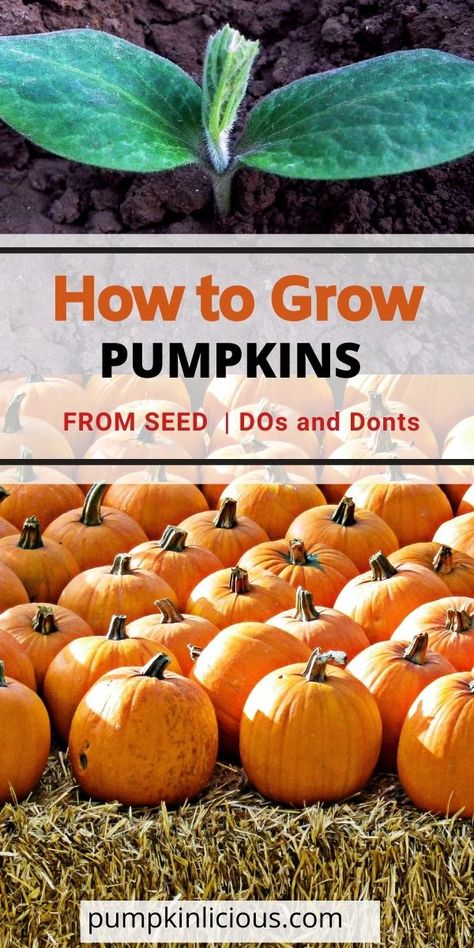 How to Grow Pumpkins from Seed Pumpkin Farming, Harvesting Pumpkins, Grow Pumpkins From Seeds, Plant Pumpkins, When To Plant Pumpkins, How To Grow Pumpkins, Pumpkin Growing, Garden Education, Gardening Knowledge