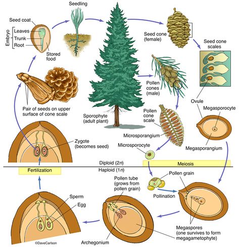 Botany | Carlson Stock Art Structure Life, Veterinary Anatomy, Tree Life Cycle, Cycle Photo, Biology Plants, General Biology, Wildlife Illustration, Plant Study, Tree Identification