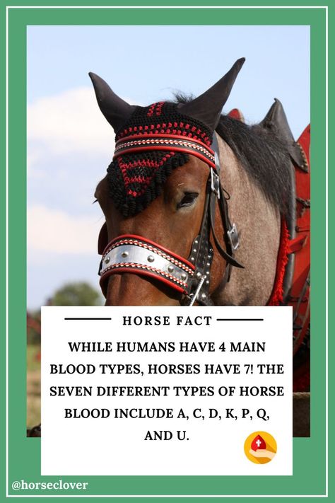 While humans have 4 main blood types, horses have 7!..🤔🤔 🍀Follow us for more 👉🏼👉🏼 @horseclover 😍 funny horse fails or simply funny horses all in this try not to laugh or grin while watching this challenge compilation. Horse Facts For Kids, Interesting Facts About Horses, Horse Fails, Blood Types, Horse Facts, Funny Horses, Types Of Horses, Facts For Kids, Funny Horse