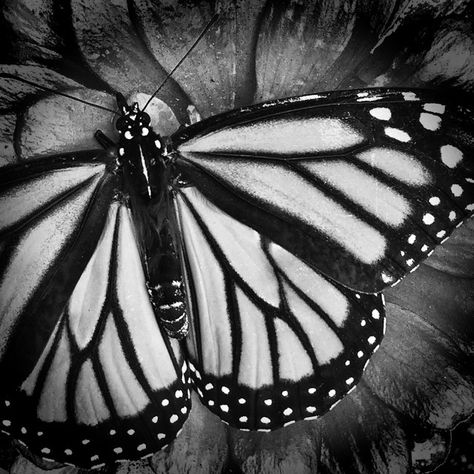 Black And White Butterfly Photography, Natural Forms Black And White, High Contrast Black And White Photos, Black And White Monarch Butterfly, Black And White Nature Photos, Black And White Photography Nature, Natural Forms Gcse, Butterfly Black And White, High Contrast Images