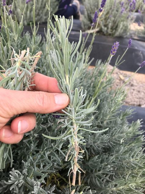 How to propagate lavender from cuttings: a step-by-step guide - Sage Creations Organic Farm Propagate Lavender, Grow From Cuttings, Lavender Plant Care, Plants From Cuttings, How To Propagate Lavender, Lavender Plants, Tattoo Plant, Growing Lavender, Lavender Garden