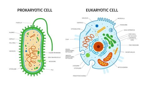 Animal Cell Anatomy, Cell Anatomy, Animal Cells, Prokaryotic Cell, Eukaryotic Cell, Plasma Membrane, Dna Molecule, Finance Education, Animal Cell