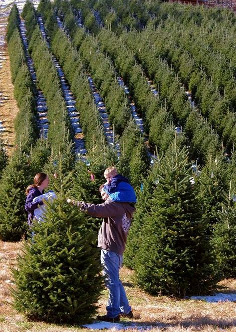 NC Christmas Tree Farm Homestead Planning, Farming Land, Christmas Tree Farms, Living In North Carolina, Christmas Horror, 25 December, Southern Heritage, Farm Business, Christmas Farm