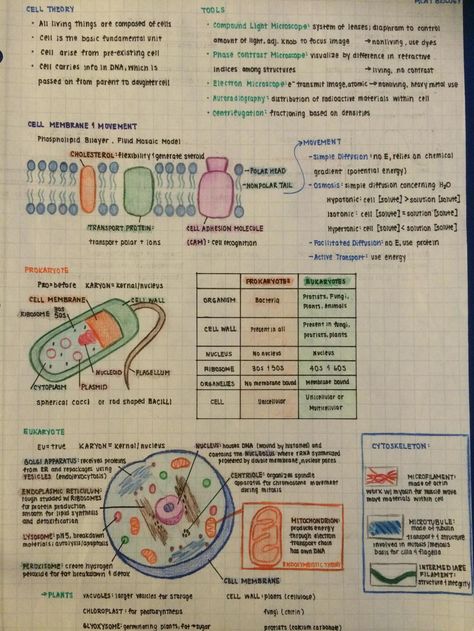 Borrowed a friend's MCAT notes. Mcat Notes, What Is Biology, Neat Drawings, Bio Notes, Cell Theory, Biology Revision, Mcat Study, Study Biology, Biology Classroom