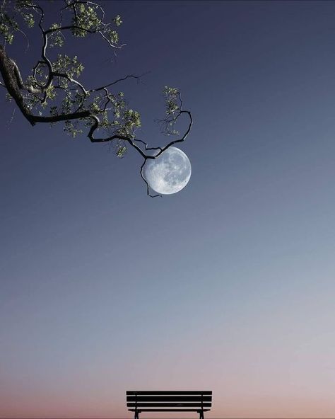 The wings of nature Aesthetic Bench, Moon Lockscreen, Serenity Aesthetic, Peaceful Aesthetic, Sky Reflection, Sarah Moon, Aesthetic Moon, Happy Birthday Frame, The Night Sky