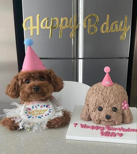 Cute Small Dogs, Dog Mommy, Cute Dogs Images, Animals Care, Cute Small Animals, Very Cute Dogs, Dog Birthday Party, Dog Cookies, Happy B Day