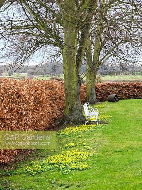 Beech Hedge, Balcony Planters, Lime Tree, Metal Bench, Planting Plan, Plant Photography, Garden Borders, Garden Fence, Green Space