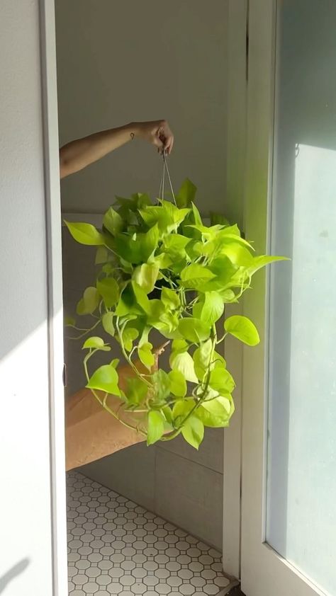 Neon Pothos Care, Room Greenery, Plants 101, Pothos Plants, Neon Pothos, Epipremnum Aureum, Plant Wishlist, Plant Mama, Bohemian Garden