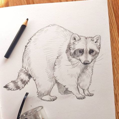 Kaitlin Hoyt on Instagram: "27/365 🦝 Coloured pencil has always been my favorite to draw with, but for some reason I never liked making full colour illustrations with them. 🤷 Maybe that's something I should explore later in this #365daysofart challenge! . . . #graphitedrawing #pencildrawing #pencilsketch #animalsketch #raccoon #colouredpencils #animalartistry #sketching #drawing #artmotivation #natureart #darkaesthetic #sketchbookdrawing #sketchbookart #cuteillustration #illustration #animalsk Simple Raccoon Drawing, Racoon Drawing, Animals Reference, Raccoon Drawing, Alphabet Animals, Animal Sketch, Sketching Drawing, Art Sketches Pencil, Swag Art