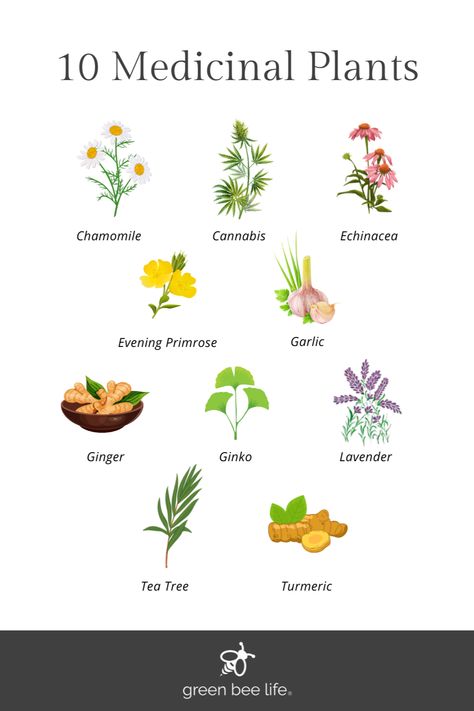 10 Medicinal Plants#medicinal herbs #Herbs #herb garden outdoor #herb garden ideas #Medicinal Herbs Garden #health aesthetic Plants As Medicine, Plant Based Medicine, Medical Plants Medicine, Herbal Plants And Their Uses, Plant Medicine Aesthetic, Medicinal Plants Aesthetic, Plants And Their Benefits, Medicinal Plants And Their Uses, Flower Medicine