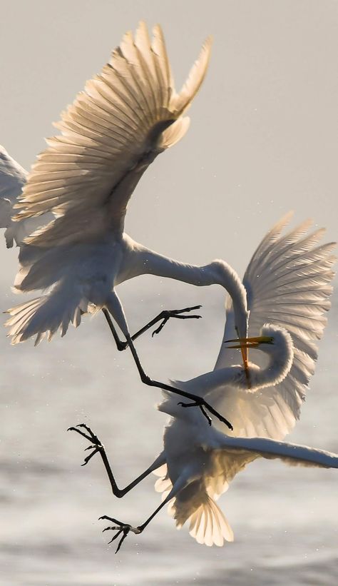 Shaunti Feldhahn, White Birds, Rare Species, San Jose Del Cabo, Crane Bird, Baja California Sur, Bird Supplies, Wildlife Photos, Six Feet Under