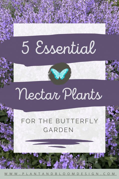 Looking for ideas for your butterfly garden? Be sure to include nectar plants. Butterfly nectar plants have flowers that produce a sugary liquid called nectar, which gives butterflies the nutrients and energy they need to fly, feed, and mate. Read on to discover 5 essential trees, shrubs and perennials that will provide the nectar butterflies are searching for! Bee Garden Design, Butterfly Nectar, Grow Butterflies, The Butterfly Garden, Butterfly Garden Plants, Bloom Design, Different Types Of Flowers, Garden Insects, Hummingbird Garden