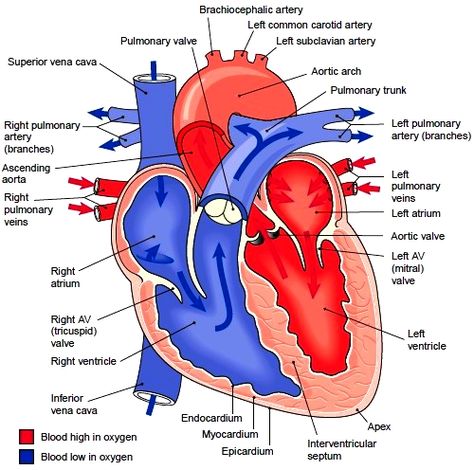 Heart. Structure of the Heart. Divisions of the Heart Circulatory System Drawing, Bones Notes, Heart Anatomy Drawing, Heart Vessels, Human Heart Diagram, Medical Learning, Thoracic Surgery, Teas Test, Anatomy Flashcards