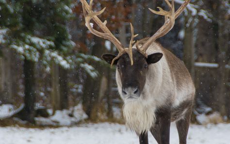 Tar Sands, University Of Alberta, Boreal Forest, Vanishing Point, Indigenous Community, Endangered Species, Scientists, Mammals, Deer