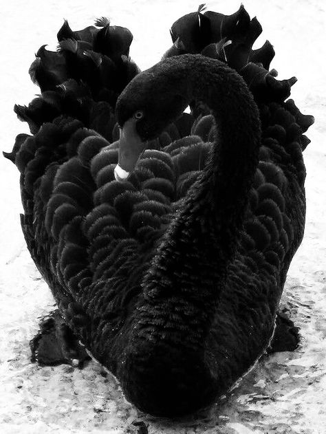 River Of Shadows Karina Halle, Black Swan Animal, Black Swan Bird, Black Swan Tattoo, Karina Halle, Swan Photography, Swan Wings, Swan Tattoo, Swans Art