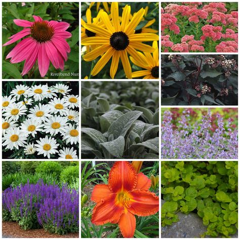 18 Perfect Perennials for Growing in Zones 6b/7a Perrenials For Zone 6b, 6b Gardening Zone Flowers, Zone 6b Landscaping Ideas, Best Perrenials For Zone 6, Zone 6b Perennials, Zone 6b Plants, Zone 6b Landscaping, Zone 7 Perennials, Zone 7a Gardening