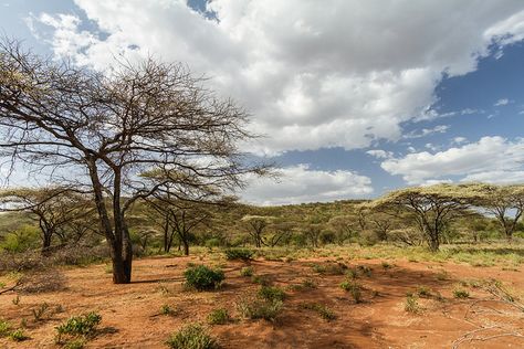 Savana Trees, Oak Savanna Landscape, Savannah Africa Landscape, Savannah Desert, Savannah Landscape, African Savannah Landscape Painting, African Savanna, African Landscape, African Savannah