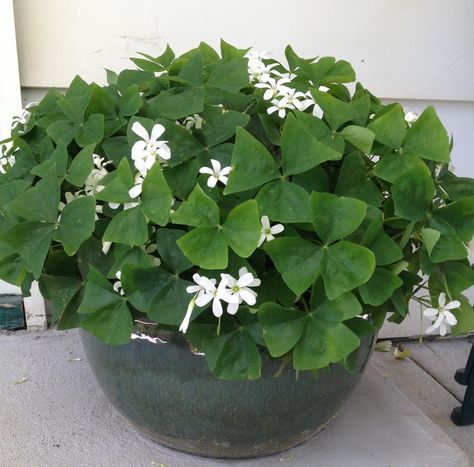 Shamrock plants are fun, but keep them away from pets and kids! More Shamrock plant info at: https://www.houseplant411.com/houseplant/how-to-grow-care-for-a-shamrock-plant-oxalis Oxalis Acetosella, Shamrock Plant, Purple Shamrock, Oxalis Triangularis, Poisonous Plants, Low Light Plants, Houseplants Indoor, Plant Drawing, Hardy Perennials