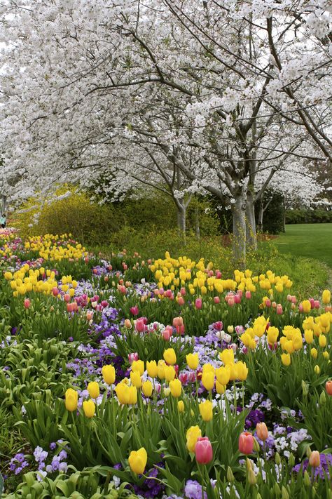 Dallas Blooms Taman Air, Spring Scenery, Spring Scene, Dallas Arboretum, Spring Pictures, Garden Idea, Spring Landscape, Garden Park, Beautiful Flowers Garden