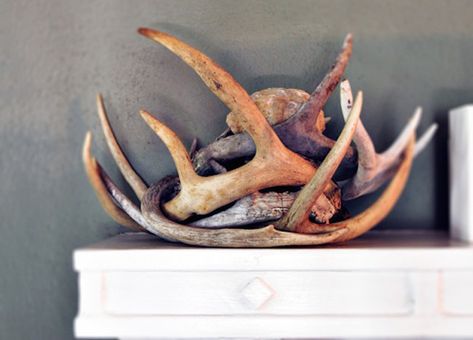 Deer Antler Display, Decorating With Deer Mounts, Antler Display Ideas, Deer Antler Wall Decor, Deer Antler Ideas, Antler Display, Decorating With Antlers, Fireplace Corner, Antler Wall Decor