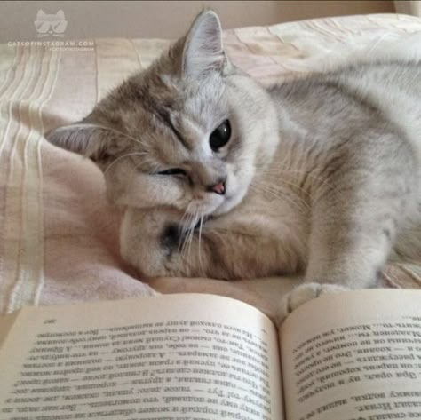 A Cat, Reading