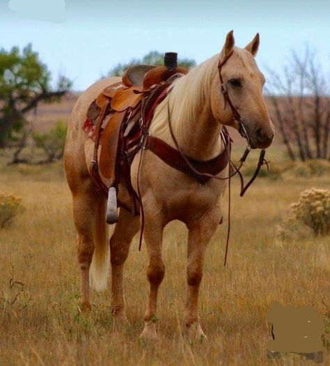 Quarter Horse Palomino, Palomino Quarter Horse Mare, Palomino Barrel Horse, Quater Horses, Palomino Quarter Horse, Quarter Horse Mare, Roping Horse, Palomino Horses, Working Cow Horse