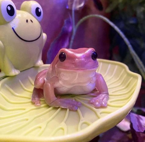 Silly Reptiles, Pisces Princess, Pink Frog, Whites Tree Frog, Pet Frogs, Frog Costume, Frog Theme, Frog Pictures, Frog Art