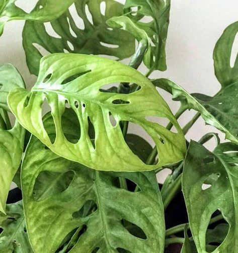 Swiss Cheese Monstera, Monstera Obliqua, Heart Leaf Philodendron, Monstera Adansonii, Bonsai Seeds, Plant Indoor, Swiss Cheese Plant, Cheese Plant, Starter Plants