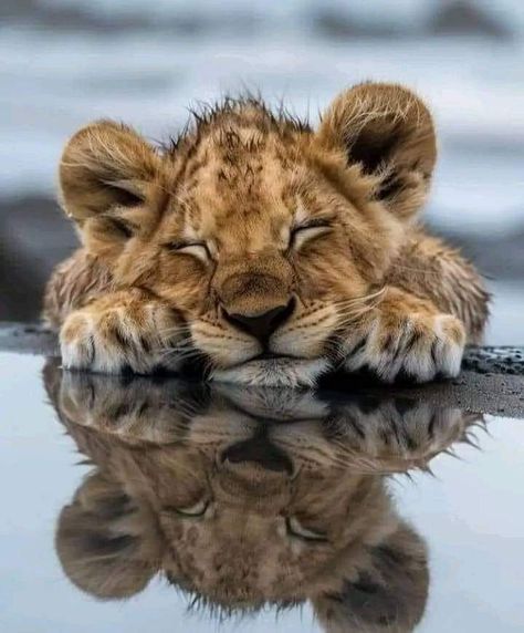 Wild Animals Pictures, Lion Pictures, Lion Cub, Pretty Animals, Animal Photos, Cute Wild Animals, Cute Animal Photos, Wildlife Animals, Happy Animals