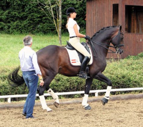 Spanish Riding School, Dressage Training, Horse Exercises, Riding School, Training Ideas, Side Saddle, Equestrian Helmet, Types Of Horses, English Riding