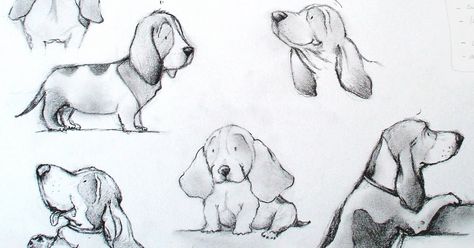 my world: The Sketchbook... Basset Hound Drawing, Basset Hound Tattoo, Drawings Of Dogs, Dog Caricature, Erin Taylor, Puppy Drawing, The Sketchbook, Bassett Hound, Basset Hounds