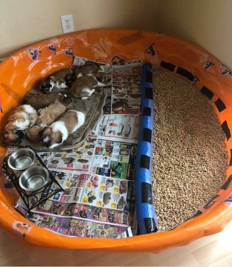 Foster Pet Room, Puppy Litter Set Up Ideas, Puppy Birthing Area, Puppy Welping Room Diy, Welping Box Ideas Diy, Dog Whelping Room Ideas, Welping Box Ideas Puppies, Puppy Breeding, Dog Whelping Box