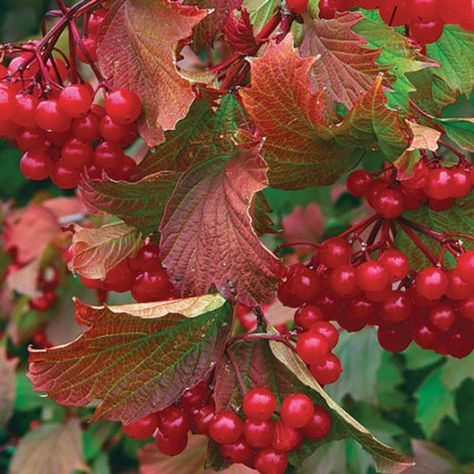 ‘Bailey Compact’ American cranberry bush - FineGardening Spark Tattoo, Dividing Perennials, Shrub Border, Burgundy Foliage, Highbush Cranberry, Deer Repellant, Viburnum Opulus, Edible Wild Plants, Garden Shrubs