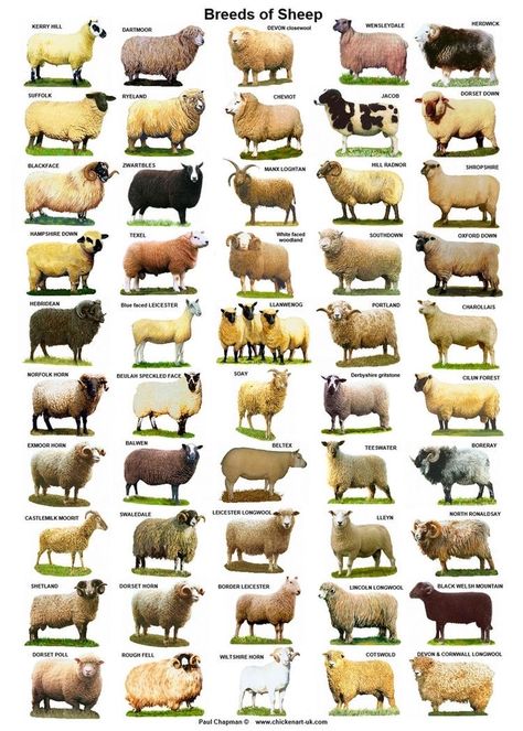 Pig Breeds Chart, Breeds Of Sheep, Sheep Breeds Chart, Types Of Sheep, Sheep Poster, Animals Name In English, Pig Breeds, Raising Farm Animals, Sheep Breeds