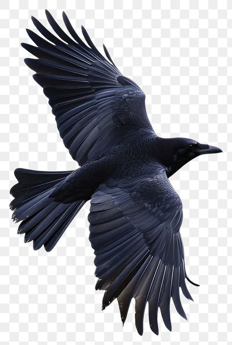 Crow Reference, Ravens Flying, Crows Flying, Raven Flying, Flying Raven, Crow Flying, Wings Png, Black Claws, Wolverine Marvel