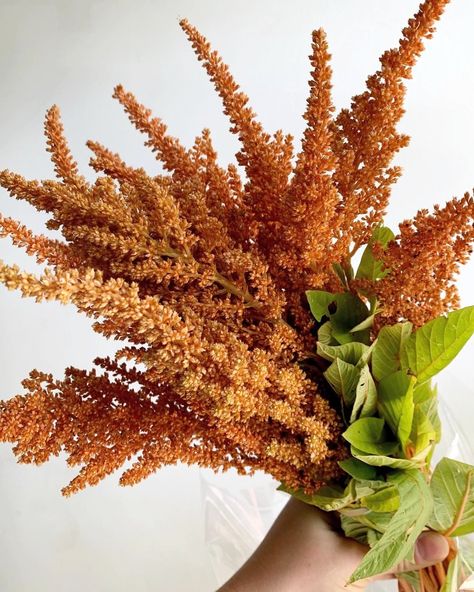 Potomac Floral Wholesale (@potomacfloralwholesale) • Instagram photos and videos Amaranthus Wedding, Copper Flowers, Bulk Wedding Flowers, Tan Wedding, Diy Bouquets, Colors And Emotions, Wholesale Flowers, Types Of Flowers, Mother Nature